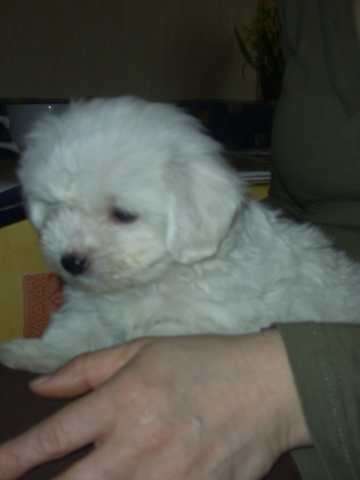 Bichon Frise